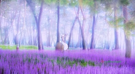 베스트갤러리 - 8월의 화원