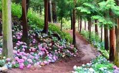 베스트갤러리 - 수국 꽃길