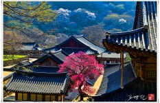 베스트갤러리 - 화엄사의 春