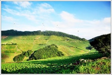 베스트갤러리 - 귀네미 배추밭