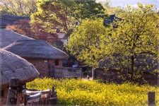 베스트갤러리 - 고향의 봄