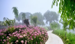 베스트갤러리 - 수국꽃길