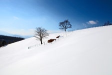 베스트갤러리 - 대관령 목장