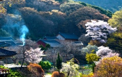 베스트갤러리 - 산사의 산 벗꽃