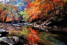 베스트갤러리 - 부귀리