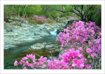 베스트갤러리 - 월성계곡의 봄