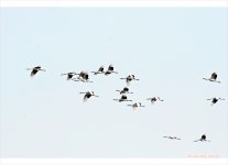베스트갤러리 - 철새들의비행