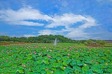 베스트갤러리 - 연 밭