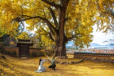 베스트갤러리 - 은행나무와연인