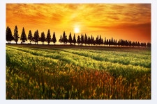 베스트갤러리 - 죽동마을 보리밭과 메타길