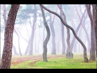 베스트갤러리 - 솔밭 안개