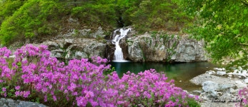 베스트갤러리 - 가평 용소폭포 수달래