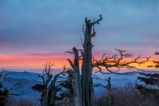 베스트갤러리 - 태백산 여명