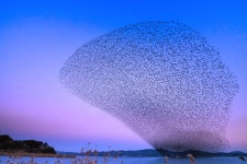 베스트갤러리 - 금강 하구둑에서...