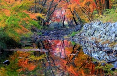 베스트갤러리 - 도솔천의 단풍반영