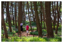 베스트갤러리 - 솔밭맥문동