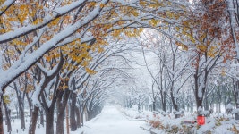 베스트갤러리 - 추 동 설 귀로...