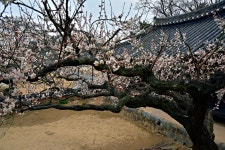 베스트갤러리 - 금시당 매화