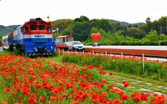 베스트갤러리 - 북천역 양귀비