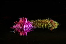 베스트갤러리 - 궁남지