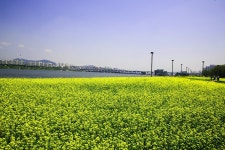 베스트갤러리 - 한강 반포 서래섬 유채밭