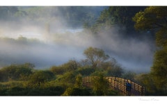 베스트갤러리 - 물안개가 머물던 어느날의 화포천 ---