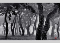 베스트갤러리 - 천년의 땅 솔숲