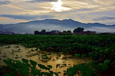 베스트갤러리 - 연밭