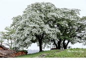 베스트갤러리 - 이팝나무 사랑