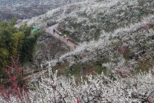 베스트갤러리 - 매화동산