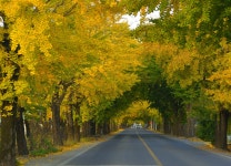 베스트갤러리 - 은행나무길