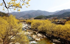 베스트갤러리 - 산동의 봄