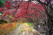 베스트갤러리 - 산수유길