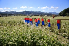 베스트갤러리 - 청사초롱