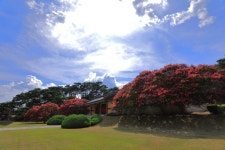 베스트갤러리 - 포충사 배롱나무