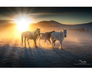 베스트갤러리 - 징기스칸의 후예들