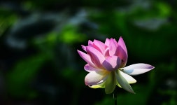 베스트갤러리 - 2020.. 연 . (관곡지)