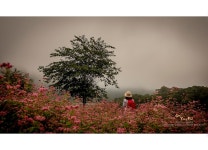 베스트갤러리 - 홍메밀에 취하여