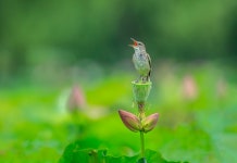 베스트갤러리 - 궁남지~개개비4