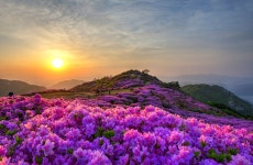 베스트갤러리 - 황매산 정원