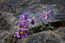 베스트갤러리 - 동강 할미꽃