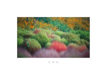베스트갤러리 - 물들기 시작한 댑싸리.
