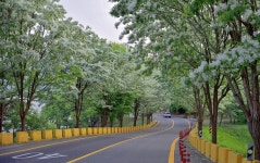 베스트갤러리 - 이팝꽃향기