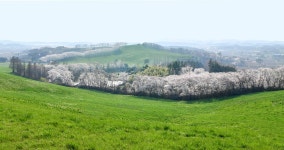 베스트갤러리 - 서산목장