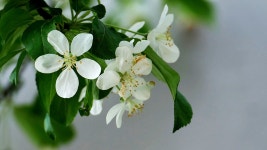 베스트갤러리 - 배꽃(梨花)