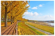 베스트갤러리 - 은행나무 길따라