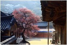 베스트갤러리 - 화엄사 홈매