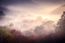 베스트갤러리 - 꿈꾸는 숲