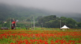 베스트갤러리 - 북천 양귀비 축제
