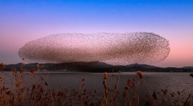 베스트갤러리 - 금강하구둑에서...